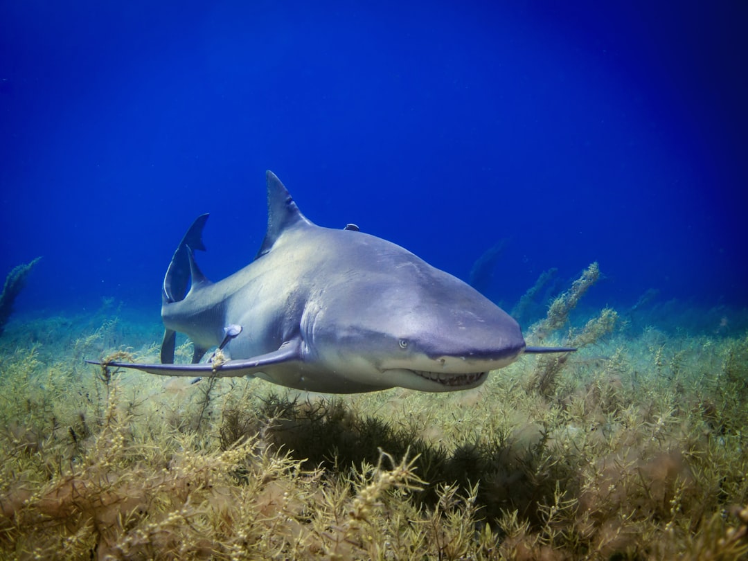 Delicious Shark Recipes: From Grilled Steaks to Tasty Tacos